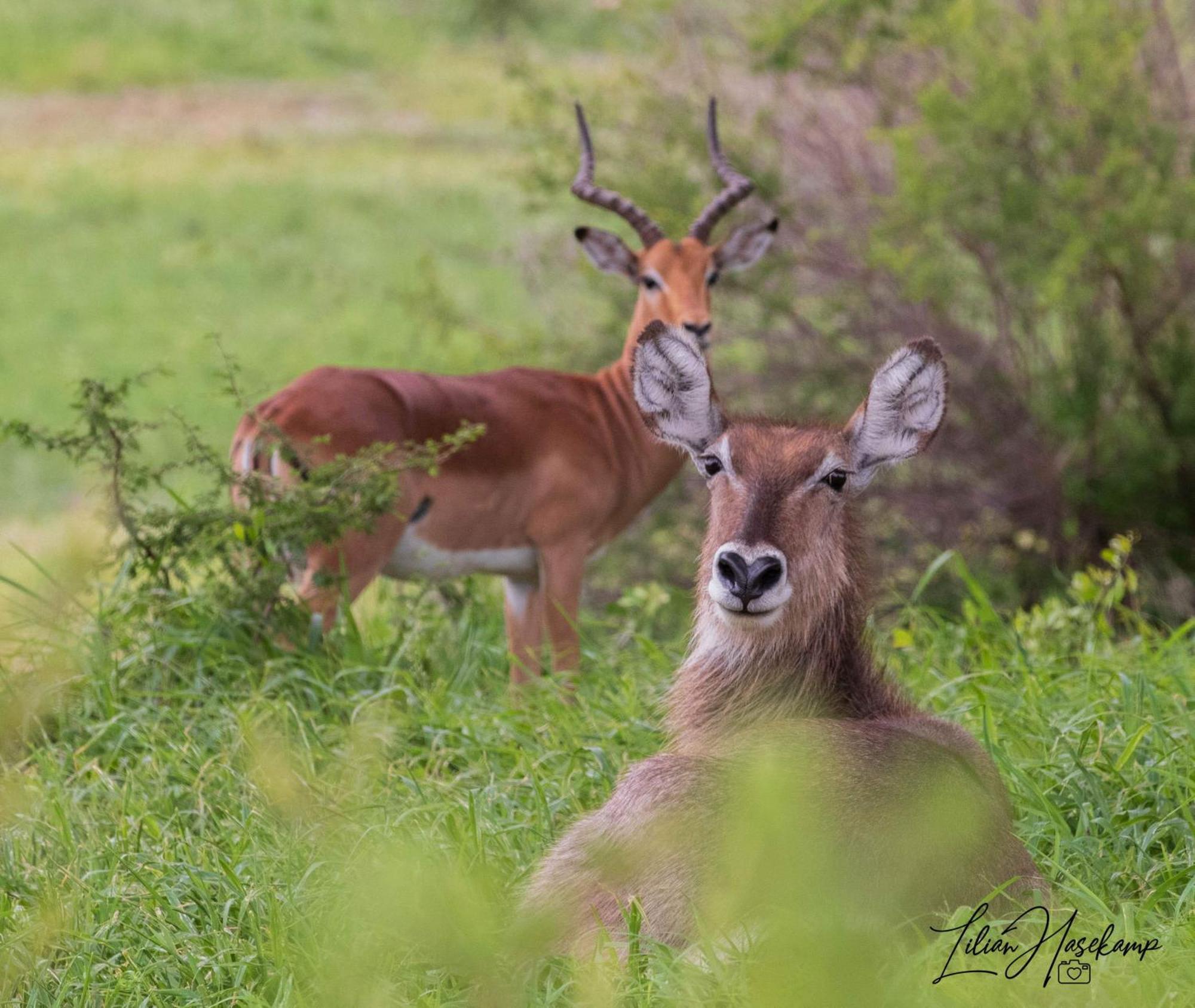 Hasekamp Family Bush Lodge Hoedspruit Exteriér fotografie