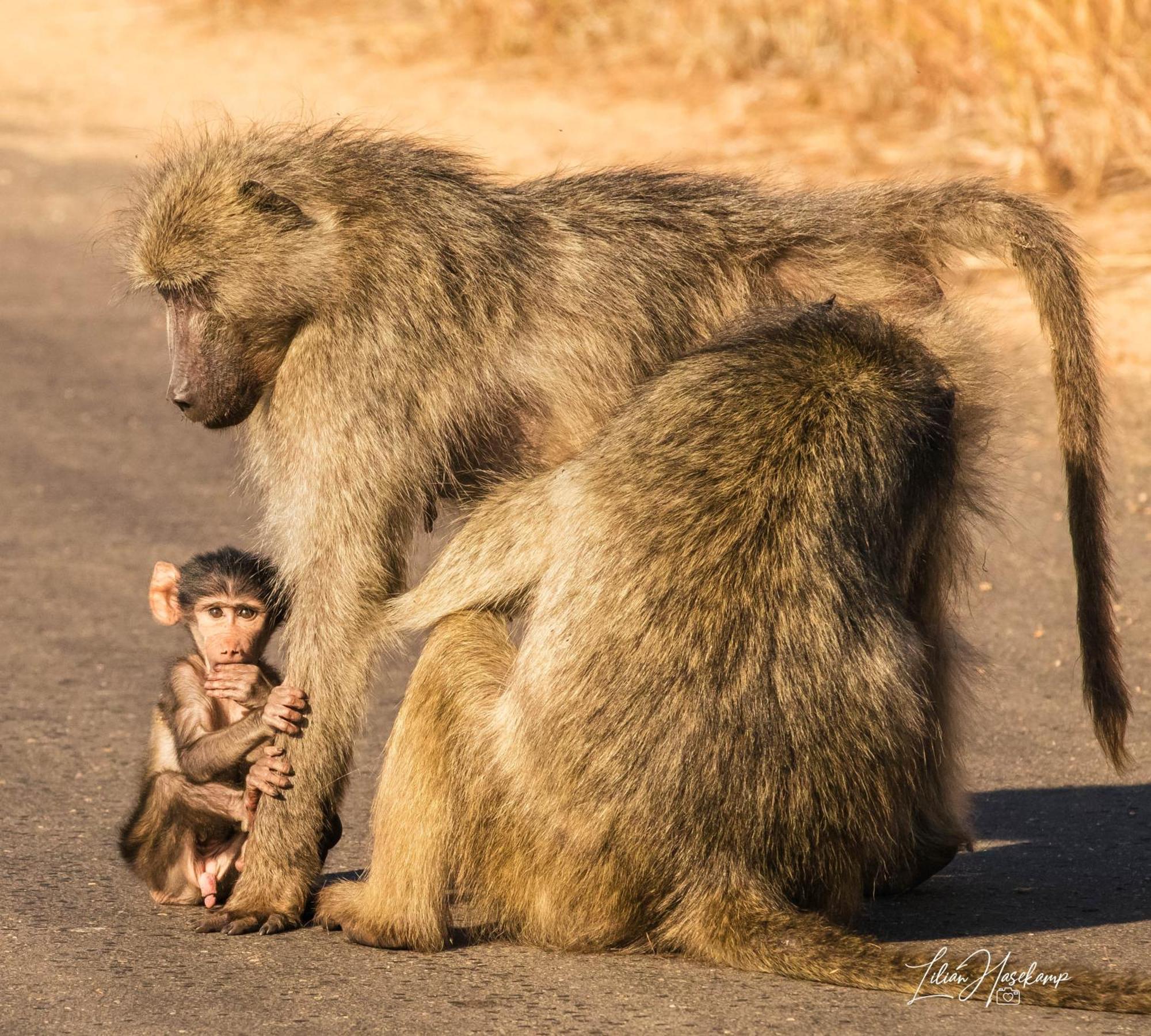 Hasekamp Family Bush Lodge Hoedspruit Exteriér fotografie